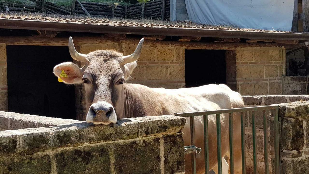 הוילה Contrada  Agriturismo Ricciardelli מראה חיצוני תמונה
